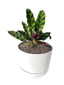 calathea lancifolia non-toxic plant