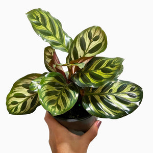 Calathea Makoyana