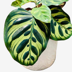 Calathea Makoyana