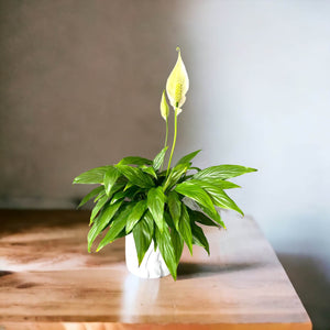 flowering peace lily