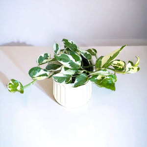 njoy pothos nz N'Joy Pothos – The Lily Pot