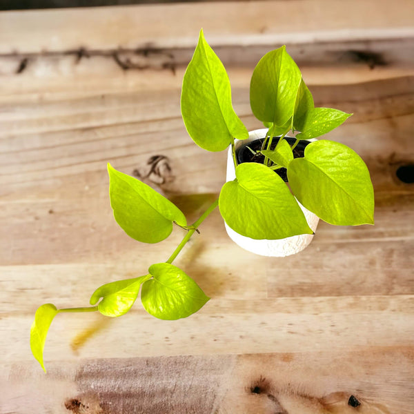 neon pothos nz Neon Pothos (small grade) – The Lily Pot