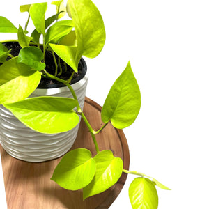 Neon Pothos