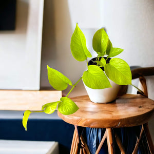 Neon Pothos Plant