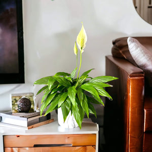 peace lily easy care plant
