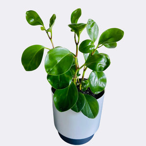 Peperomia Jade