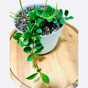 Peperomia Dahlstedtii