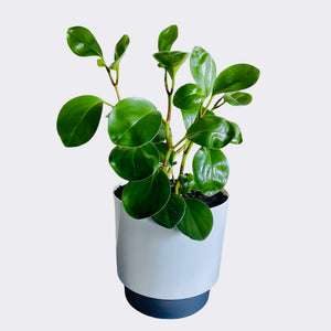 Peperomia Emerald