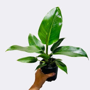 philodendron imperial green nz Philodendron Imperial Green – The Lily Pot