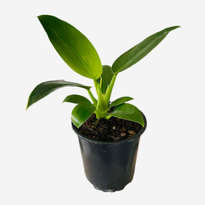 Philodendron Millions