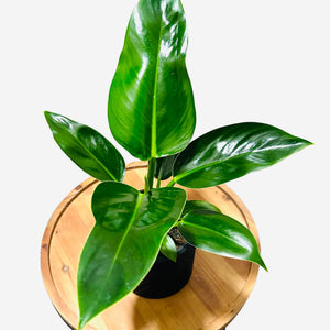 Philodendron Millions