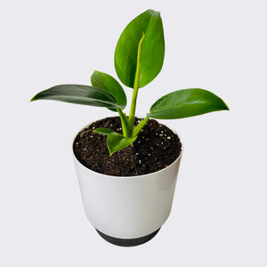 Philodendron Millions in Self-Watering Pot - Last one left!