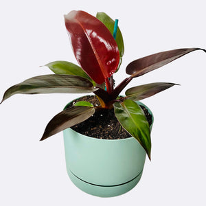 Philodendron Sun Red