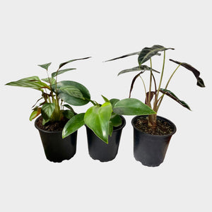 Shelf Plants