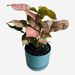 Syngonium Neon