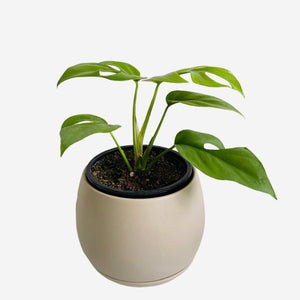 Taupe Ceramic Plant Pot and Saucer