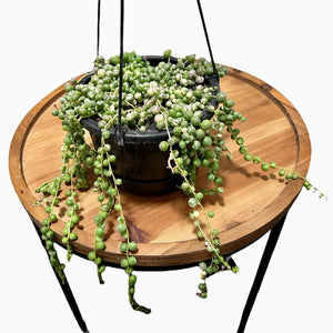 Variegated String of Pearls