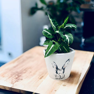 bunny plant cover pot