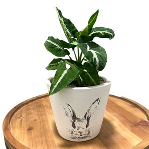 Plant cover pot bunny picture