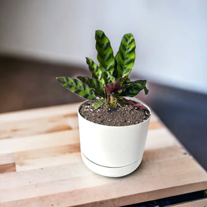 calathea lancifolia in self-watering pot