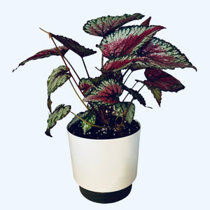 Begonia Salsa in Self-Watering Pot