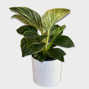Ceramic Plant Pot - White Lace