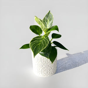 philodendron birkin nz Philodendron Birkin – The Lily Pot