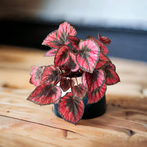 Begonia Rex Red Kiss