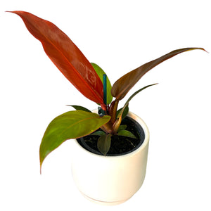 Philodendron Sun Red