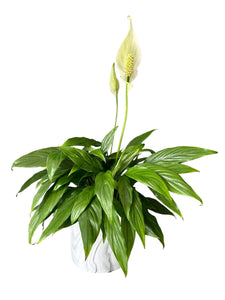low maintenance plant peace lily